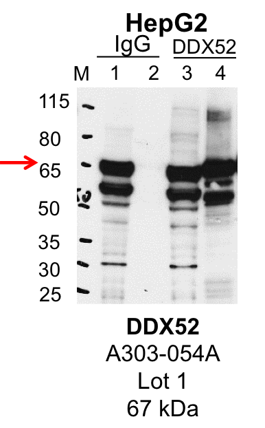 HepG2_Bethyl_A303-054A_1_DDX52.png<br>Caption: IP-Western Blot analysis of HepG2 whole cell lysate using DDX52 specific antibody. Lane 1 is 1% of twenty million whole cell lysate input and lane 2 is 25% of IP enrichment using rabbit normal IgG (lanes under 'IgG'). Lane 3 is 1% of twenty million whole cell lysate input and lane 4 is 10% IP enrichment using rabbit polyclonal anti-DDX52 antibody (lanes under 'DDX52').