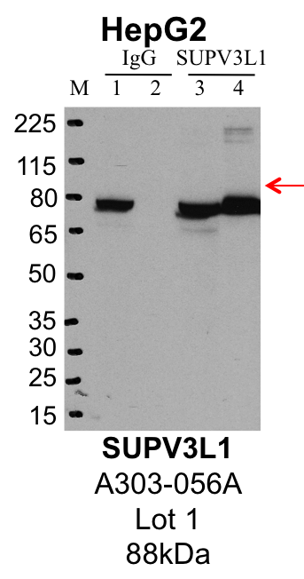 HepG2_Bethyl_A303-056A_1_SUPV3L1.png<br>Caption: IP-Western Blot analysis of HepG2 whole cell lysate using SUPV3L1 specific antibody. Lane 1 is 1% of twenty million whole cell lysate input and lane 2 is 25% of IP enrichment using rabbit normal IgG (lanes under 'IgG'). Lane 3 is 1% of twenty million whole cell lysate input and lane 4 is 10% IP enrichment using rabbit polyclonal anti-SUPV3L1 antibody (lanes under 'SUPV3L1').