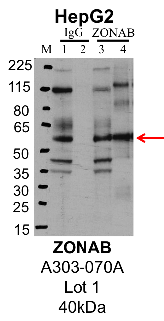 HepG2_Bethyl_A303-070A_1_ZONAB.png<br>Caption: IP-Western Blot analysis of HepG2 whole cell lysate using ZONAB specific antibody. Lane 1 is 1% of twenty million whole cell lysate input and lane 2 is 25% of IP enrichment using rabbit normal IgG (lanes under 'IgG'). Lane 3 is 1% of twenty million whole cell lysate input and lane 4 is 10% IP enrichment using rabbit polyclonal anti-ZONAB antibody (lanes under 'ZONAB').