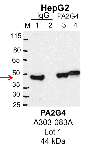 HepG2_Bethyl_A303-083A_1_PA2G4.png<br>Caption: IP-Western Blot analysis of HepG2 whole cell lysate using PA2G4 specific antibody. Lane 1 is 1% of twenty million whole cell lysate input and lane 2 is 25% of IP enrichment using rabbit normal IgG (lanes under 'IgG'). Lane 3 is 1% of twenty million whole cell lysate input and lane 4 is 10% IP enrichment using rabbit polyclonal anti-PA2G4 antibody (lanes under 'PA2G4').