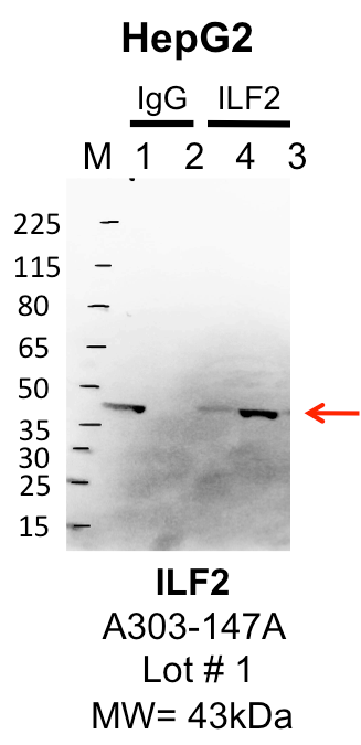 HepG2_Bethyl_A303-147A_1_ILF2.png<br>Caption: IP-Western Blot analysis of HepG2 whole cell lysate using ILF2 specific antibody. Lane 1 is 1% of twenty million whole cell lysate input and lane 2 is 25% of IP enrichment using rabbit normal IgG (lanes under 'IgG'). Lane 3 is 1% of twenty million whole cell lysate input and lane 4 is 10% IP enrichment using rabbit polyclonal anti-ILF2 antibody (lanes under 'ILF2').