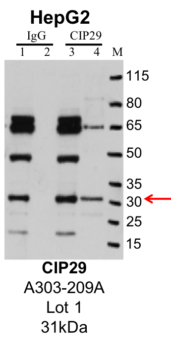 HepG2_Bethyl_A303-209A_1_CIP29.png<br>Caption: IP-Western Blot analysis of HepG2 whole cell lysate using CIP29 specific antibody. Lane 1 is 1% of twenty million whole cell lysate input and lane 2 is 25% of IP enrichment using rabbit normal IgG (lanes under 'IgG'). Lane 3 is 1% of twenty million whole cell lysate input and lane 4 is 10% IP enrichment using rabbit polyclonal anti-CIP29 antibody (lanes under 'CIP29').