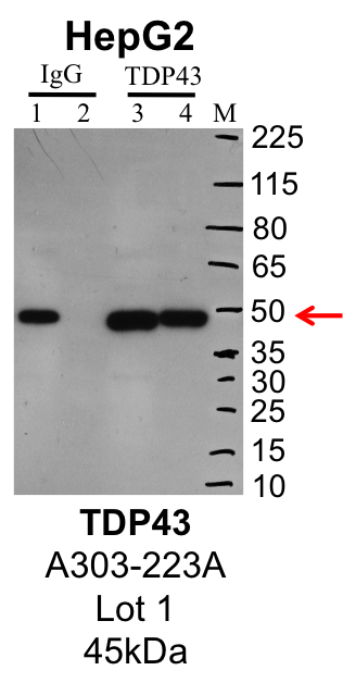 HepG2_Bethyl_A303-223A_1_TDP43.png<br>Caption: IP-Western Blot analysis of HepG2 whole cell lysate using TDP43 (TARDBP) specific antibody. Lane 1 is 1% of twenty million whole cell lysate input; lane 2 is 10% of IP enrichment using rabbit normal IgG (lanes under 'lgG'); Lane 3 is 1% of twenty million whole cell lysate input and lane 4 is 10% IP enrichment using rabbit polyclonal anti-TDP43 antibody (lanes under 'TDP43'). The expected molecular weight of TDP43 is 43 kDa.