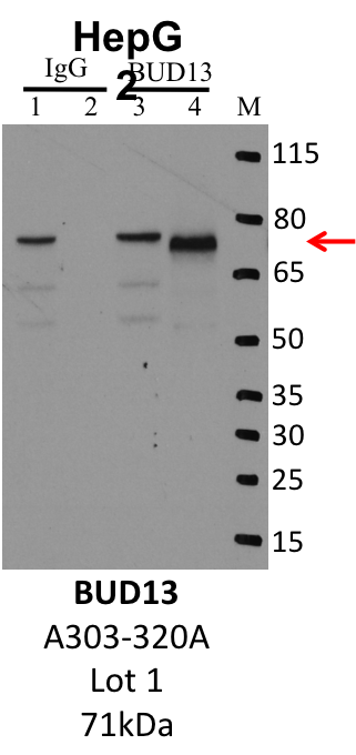 HepG2_Bethyl_A303-320A_1_BUD13.png<br>Caption: IP-Western Blot analysis of HepG2 whole cell lysate using BUD13 specific antibody. Lane 1 is 1% of twenty million whole cell lysate input and lane 2 is 10% of IP enrichment using rabbit normal IgG (lanes under 'IgG'). Lane 3 is 1% of twenty million whole cell lysate input and lane 4 is 10% IP enrichment using rabbit polyclonal anti-BUD13 antibody (lanes under 'BUD13').