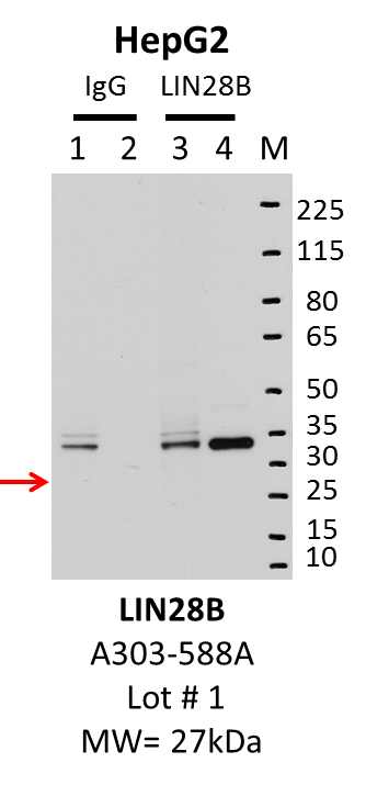 HepG2_Bethyl_A303-588A_1_LIN28B.png<br>Caption: IP-Western Blot analysis of HepG2 whole cell lysate using LIN28B specific antibody. Lane 1 is 1% of twenty million whole cell lysate input and lane 2 is 25% of IP enrichment using rabbit normal IgG (lanes under 'IgG'). Lane 3 is 1% of twenty million whole cell lysate input and lane 4 is 10% IP enrichment using rabbit polyclonal anti-LIN28B antibody (lanes under 'LIN28B').