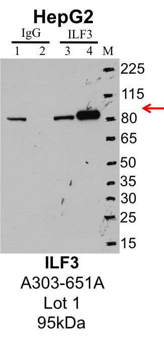 HepG2_Bethyl_A303-651A_1_ILF3.png<br>Caption: IP-Western Blot analysis of HepG2 whole cell lysate using ILF3 specific antibody. Lane 1 is 1% of twenty million whole cell lysate input and lane 2 is 25% of IP enrichment using rabbit normal IgG (lanes under 'IgG'). Lane 3 is 1% of twenty million whole cell lysate input and lane 4 is 10% IP enrichment using rabbit polyclonal anti-ILF3 antibody (lanes under 'ILF3').