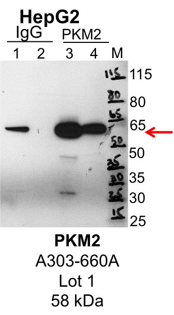 HepG2_Bethyl_A303-660A_1_PKM2.png<br>Caption: IP-Western Blot analysis of HepG2 whole cell lysate using PKM2 specific antibody. Lane 1 is 1% of twenty million whole cell lysate input and lane 2 is 25% of IP enrichment using rabbit normal IgG (lanes under 'IgG'). Lane 3 is 1% of twenty million whole cell lysate input and lane 4 is 10% IP enrichment using rabbit polyclonal anti-PKM2 antibody (lanes under 'PKM2').