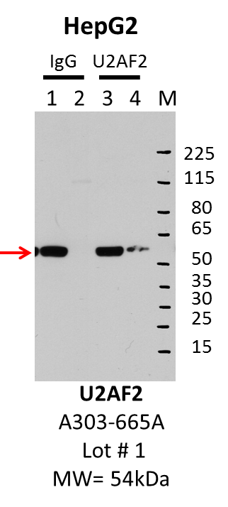 HepG2_Bethyl_A303-665A_1_U2AF2.png<br>Caption: IP-Western Blot analysis of HepG2 whole cell lysate using U2AF2 specific antibody. Lane 1 is 1% of twenty million whole cell lysate input and lane 2 is 10% of IP enrichment using rabbit normal IgG (lanes under 'IgG'). Lane 3 is 1% of twenty million whole cell lysate input and lane 4 is 10% IP enrichment using rabbit polyclonal anti-U2AF2 antibody (lanes under 'U2AF2').