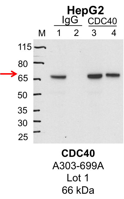 HepG2_Bethyl_A303-699A_1_CDC40.png<br>Caption: IP-Western Blot analysis of HepG2 whole cell lysate using CDC40 specific antibody. Lane 1 is 1% of twenty million whole cell lysate input and lane 2 is 25% of IP enrichment using rabbit normal IgG (lanes under 'IgG'). Lane 3 is 1% of twenty million whole cell lysate input and lane 4 is 10% IP enrichment using rabbit polyclonal anti-CDC40 antibody (lanes under 'CDC40').