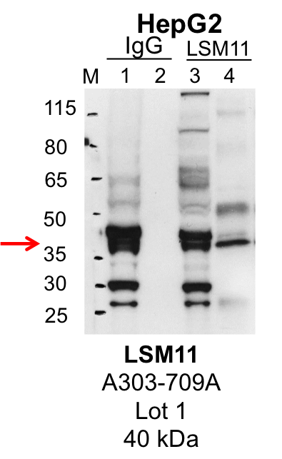 HepG2_Bethyl_A303-709A_1_LSM11.png<br>Caption: IP-Western Blot analysis of HepG2 whole cell lysate using LSM11 specific antibody. Lane 1 is 1% of twenty million whole cell lysate input and lane 2 is 25% of IP enrichment using rabbit normal IgG (lanes under 'IgG'). Lane 3 is 1% of twenty million whole cell lysate input and lane 4 is 10% IP enrichment using rabbit polyclonal anti-LSM11 antibody (lanes under 'LSM11').