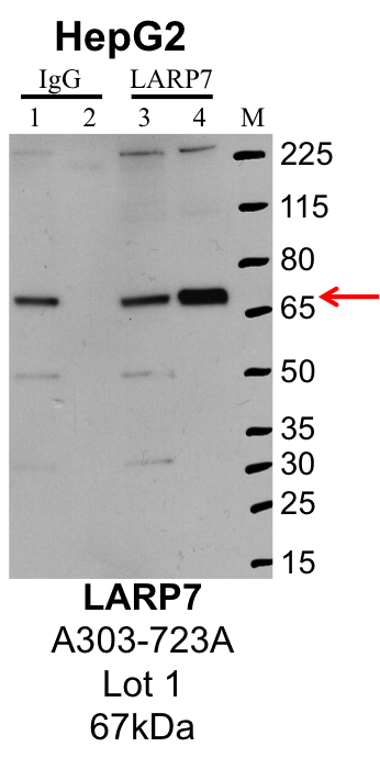 HepG2_Bethyl_A303-723A_1_LARP7.png<br>Caption: IP-Western Blot analysis of HepG2 whole cell lysate using LARP7 specific antibody. Lane 1 is 1% of twenty million whole cell lysate input and lane 2 is 25% of IP enrichment using rabbit normal IgG (lanes under 'IgG'). Lane 3 is 1% of twenty million whole cell lysate input and lane 4 is 10% IP enrichment using rabbit polyclonal anti-LARP7 antibody (lanes under 'LARP7').