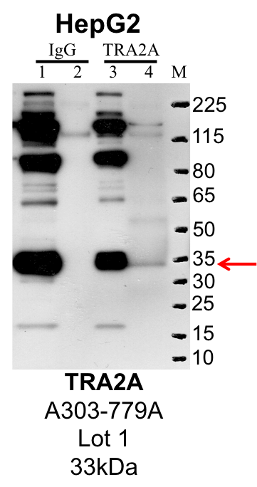 HepG2_Bethyl_A303-779A_1_TRA2A.png<br>Caption: IP-Western Blot analysis of HepG2 whole cell lysate using TRA2A specific antibody. Lane 1 is 1% of twenty million whole cell lysate input and lane 2 is 10% of IP enrichment using rabbit normal IgG (lanes under 'IgG'). Lane 3 is 1% of twenty million whole cell lysate input and lane 4 is 10% IP enrichment using rabbit polyclonal anti-TRA2A antibody (lanes under 'TRA2A').