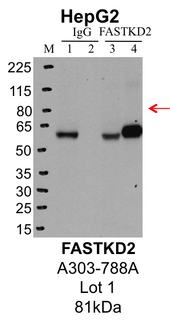 HepG2_Bethyl_A303-788A_1_FASTKD2.png<br>Caption: IP-Western Blot analysis of HepG2 whole cell lysate using FASTKD2 specific antibody. Lane 1 is 1% of twenty million whole cell lysate input and lane 2 is 25% of IP enrichment using rabbit normal IgG (lanes under 'IgG'). Lane 3 is 1% of twenty million whole cell lysate input and lane 4 is 10% IP enrichment using rabbit polyclonal anti-FASTKD2 antibody (lanes under 'FASTKD2').