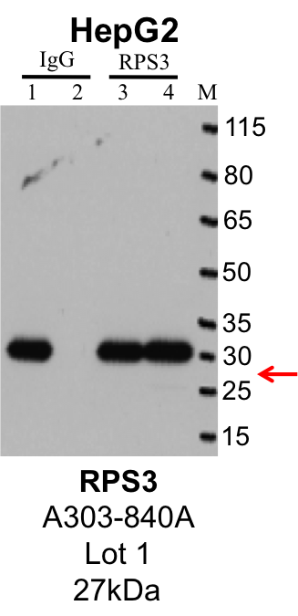 HepG2_Bethyl_A303-840A_1_RPS3.png<br>Caption: IP-Western Blot analysis of HepG2 whole cell lysate using RPS3 specific antibody. Lane 1 is 1% of twenty million whole cell lysate input and lane 2 is 25% of IP enrichment using rabbit normal IgG (lanes under 'IgG'). Lane 3 is 1% of twenty million whole cell lysate input and lane 4 is 10% IP enrichment using rabbit polyclonal anti-RPS3 antibody (lanes under 'RPS3').