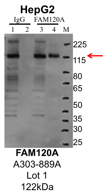 HepG2_Bethyl_A303-889A_1_FAM120A.png<br>Caption: IP-Western Blot analysis of HepG2 whole cell lysate using FAM120A specific antibody. Lane 1 is 1% of twenty million whole cell lysate input and lane 2 is 25% of IP enrichment using rabbit normal IgG (lanes under 'IgG'). Lane 3 is 1% of twenty million whole cell lysate input and lane 4 is 10% IP enrichment using rabbit polyclonal anti-FAM120A antibody (lanes under 'FAM120A').