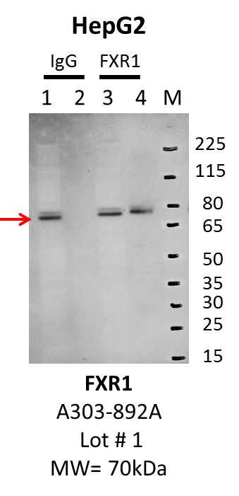 HepG2_Bethyl_A303-892A_1_FXR1.png<br>Caption: IP-Western Blot analysis of HepG2 whole cell lysate using FXR1specific antibody. Lane 1 is 1% of twenty million whole cell lysate input and lane 2 is 10% of IP enrichment using rabbit normal IgG (lanes under 'IgG'). Lane 3 is 1% of twenty million whole cell lysate input and lane 4 is 10% IP enrichment using rabbit polyclonal anti-FXR1 antibody (lanes under 'FXR1').