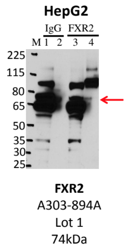 HepG2_Bethyl_A303-894A_1_FXR2.png<br>Caption: IP-Western Blot analysis of HepG2 whole cell lysate using FXR2 specific antibody. Lane 1 is 1% of twenty million whole cell lysate input and lane 2 is 25% of IP enrichment using rabbit normal IgG (lanes under 'IgG'). Lane 3 is 1% of twenty million whole cell lysate input and lane 4 is 10% IP enrichment using rabbit polyclonal anti-FXR2 antibody (lanes under 'FXR2').