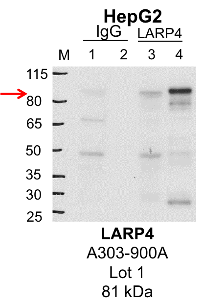 HepG2_Bethyl_A303-900A_1_LARP4.png<br>Caption: IP-Western Blot analysis of HepG2 whole cell lysate using LARP4 specific antibody. Lane 1 is 1% of twenty million whole cell lysate input and lane 2 is 25% of IP enrichment using rabbit normal IgG (lanes under 'IgG'). Lane 3 is 1% of twenty million whole cell lysate input and lane 4 is 10% IP enrichment using rabbit polyclonal anti-LARP4 antibody (lanes under 'LARP4').