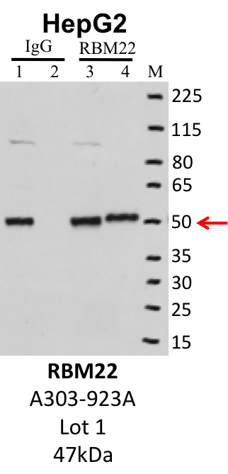 HepG2_Bethyl_A303-923A_1_RBM22.png<br>Caption: IP-Western Blot analysis of HepG2 whole cell lysate using RBM22 specific antibody. Lane 1 is 1% of twenty million whole cell lysate input and lane 2 is 10% of IP enrichment using rabbit normal IgG (lanes under 'IgG'). Lane 3 is 1% of twenty million whole cell lysate input and lane 4 is 10% IP enrichment using rabbit polyclonal anti-RBM22 antibody (lanes under 'RBM22').