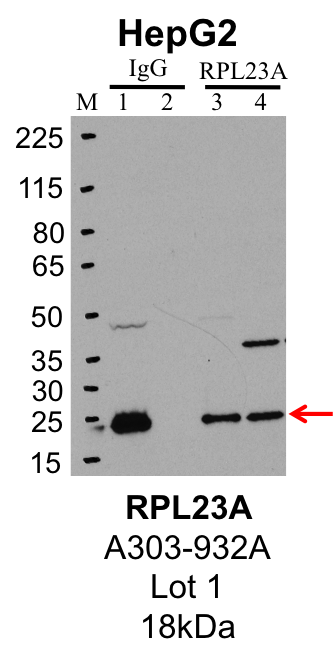 HepG2_Bethyl_A303-932A_1_RPL23A.png<br>Caption: IP-Western Blot analysis of HepG2 whole cell lysate using RPL23A specific antibody. Lane 1 is 1% of twenty million whole cell lysate input and lane 2 is 25% of IP enrichment using rabbit normal IgG (lanes under 'IgG'). Lane 3 is 1% of twenty million whole cell lysate input and lane 4 is 10% IP enrichment using rabbit polyclonal anti-RPL23A antibody (lanes under 'RPL23A').