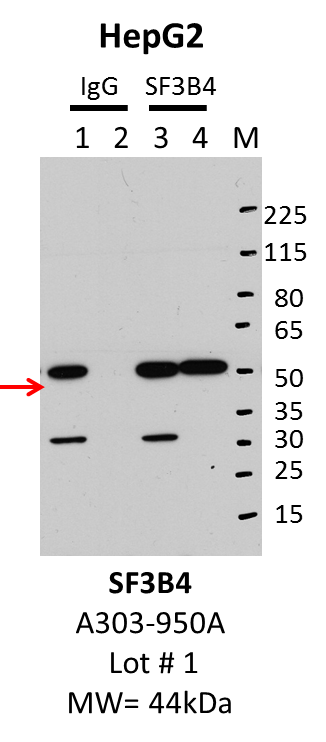 HepG2_Bethyl_A303-950A_1_SF3B4.png<br>Caption: IP-Western Blot analysis of HepG2 whole cell lysate using SF3B4 specific antibody. Lane 1 is 1% of twenty million whole cell lysate input and lane 2 is 25% of IP enrichment using rabbit normal IgG (lanes under 'IgG'). Lane 3 is 1% of twenty million whole cell lysate input and lane 4 is 10% IP enrichment using rabbit polyclonal anti-SF3B4 antibody (lanes under 'SF3B4').