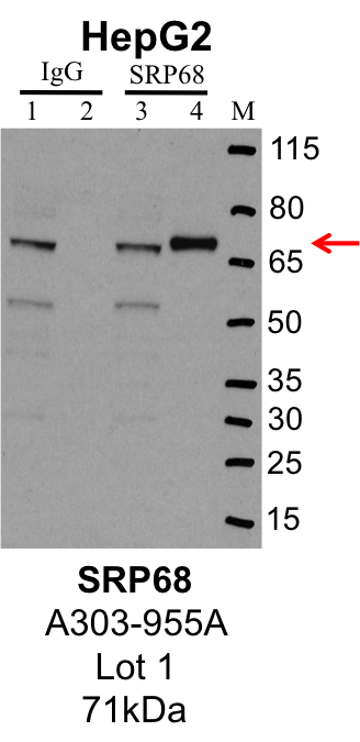 HepG2_Bethyl_A303-955A_1_SRP68.png<br>Caption: IP-Western Blot analysis of HepG2 whole cell lysate using SRP68 specific antibody. Lane 1 is 1% of twenty million whole cell lysate input and lane 2 is 25% of IP enrichment using rabbit normal IgG (lanes under 'IgG'). Lane 3 is 1% of twenty million whole cell lysate input and lane 4 is 10% IP enrichment using rabbit polyclonal anti-SRP68 antibody (lanes under 'SRP68').