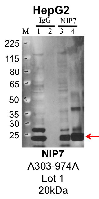 HepG2_Bethyl_A303-974A_1_NIP7.png<br>Caption: IP-Western Blot analysis of HepG2 whole cell lysate using NIP7 specific antibody. Lane 1 is 1% of twenty million whole cell lysate input and lane 2 is 25% of IP enrichment using rabbit normal IgG (lanes under 'IgG'). Lane 3 is 1% of twenty million whole cell lysate input and lane 4 is 10% IP enrichment using rabbit polyclonal anti-NIP7 antibody (lanes under 'NIP7').