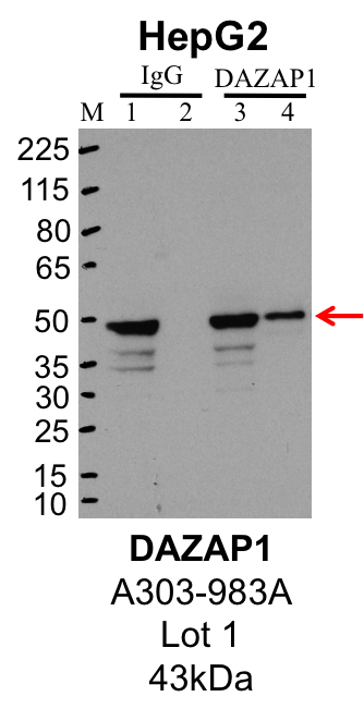 HepG2_Bethyl_A303-983A_1_DAZAP1.png<br>Caption: IP-Western Blot analysis of HepG2 whole cell lysate using DAZAP1 specific antibody. Lane 1 is 1% of twenty million whole cell lysate input and lane 2 is 25% of IP enrichment using rabbit normal IgG (lanes under 'IgG'). Lane 3 is 1% of twenty million whole cell lysate input and lane 4 is 10% IP enrichment using rabbit polyclonal anti-DAZAP1 antibody (lanes under 'DAZAP1').