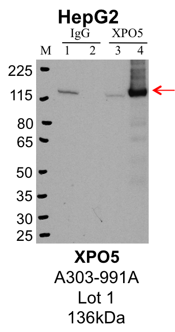 HepG2_Bethyl_A303-991A_1_XPO5.png<br>Caption: IP-Western Blot analysis of HepG2 whole cell lysate using XPO5 specific antibody. Lane 1 is 1% of twenty million whole cell lysate input and lane 2 is 25% of IP enrichment using rabbit normal IgG (lanes under 'IgG'). Lane 3 is 1% of twenty million whole cell lysate input and lane 4 is 10% IP enrichment using rabbit polyclonal anti-XPO5 antibody (lanes under 'XPO5').