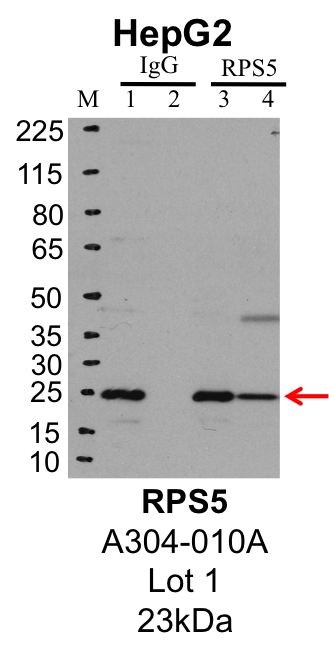 HepG2_Bethyl_A304-010A_1_RPS5.png<br>Caption: IP-Western Blot analysis of HepG2 whole cell lysate using RPS5 specific antibody. Lane 1 is 1% of twenty million whole cell lysate input and lane 2 is 25% of IP enrichment using rabbit normal IgG (lanes under 'IgG'). Lane 3 is 1% of twenty million whole cell lysate input and lane 4 is 10% IP enrichment using rabbit polyclonal anti-RPS5 antibody (lanes under 'RPS5').