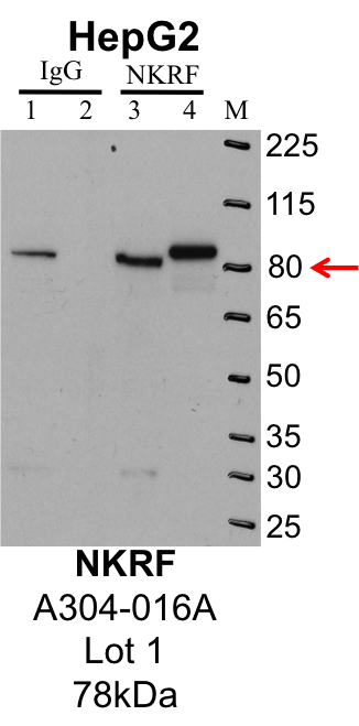 HepG2_Bethyl_A304-016A_1_NKRF.png<br>Caption: IP-Western Blot analysis of HepG2 whole cell lysate using NKRF specific antibody. Lane 1 is 1% of twenty million whole cell lysate input and lane 2 is 25% of IP enrichment using rabbit normal IgG (lanes under 'IgG'). Lane 3 is 1% of twenty million whole cell lysate input and lane 4 is 10% IP enrichment using rabbit polyclonal anti-NKRF antibody (lanes under 'NKRF').