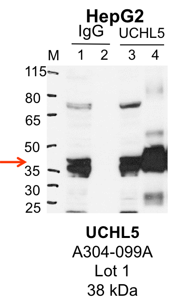 HepG2_Bethyl_A304-099A_1_UCHL5.png<br>Caption: IP-Western Blot analysis of HepG2 whole cell lysate using UCHL5 specific antibody. Lane 1 is 1% of twenty million whole cell lysate input and lane 2 is 25% of IP enrichment using rabbit normal IgG (lanes under 'IgG'). Lane 3 is 1% of twenty million whole cell lysate input and lane 4 is 10% IP enrichment using rabbit polyclonal anti-UCHL5 antibody (lanes under 'UCHL5').