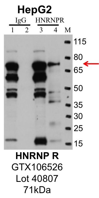 HepG2_Genetex_GTX106526_40807_HNRNPR.png<br>Caption: IP-Western Blot analysis of HepG2 whole cell lysate using HNRNPR specific antibody. Lane 1 is 1% of twenty million whole cell lysate input and lane 2 is 25% of IP enrichment using rabbit normal IgG (lanes under 'IgG'). Lane 3 is 1% of twenty million whole cell lysate input and lane 4 is 10% IP enrichment using rabbit polyclonal anti-HNRNPR antibody (lanes under 'HNRNPR').