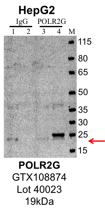 HepG2_Genetex_GTX108874_40023_POLR2G.png<br>Caption: IP-Western Blot analysis of HepG2 whole cell lysate using POLR2G specific antibody. Lane 1 is 1% of twenty million whole cell lysate input and lane 2 is 10% of IP enrichment using rabbit normal IgG (lanes under 'IgG'). Lane 3 is 1% of twenty million whole cell lysate input and lane 4 is 10% IP enrichment using rabbit polyclonal anti-POLR2G antibody (lanes under 'POLR2G').