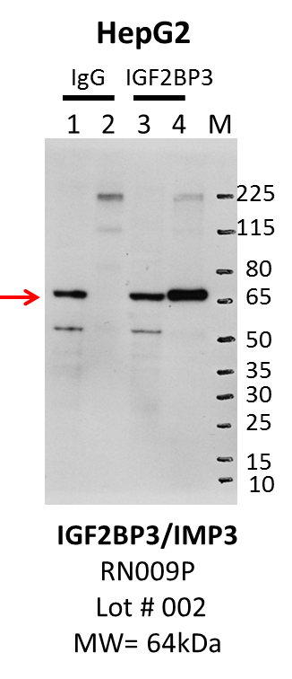 HepG2_MBLI_RN009P_002_IGF2BP3.png<br>Caption: IP-Western Blot analysis of HepG2 whole cell lysate using IGF2BP3 specific antibody. Lane 1 is 1% of twenty million whole cell lysate input and lane 2 is 25% of IP enrichment using rabbit normal IgG (lanes under 'IgG'). Lane 3 is 1% of twenty million whole cell lysate input and lane 4 is 10% IP enrichment using rabbit polyclonal anti-IGF2BP3 antibody (lanes under 'IGF2BP3').