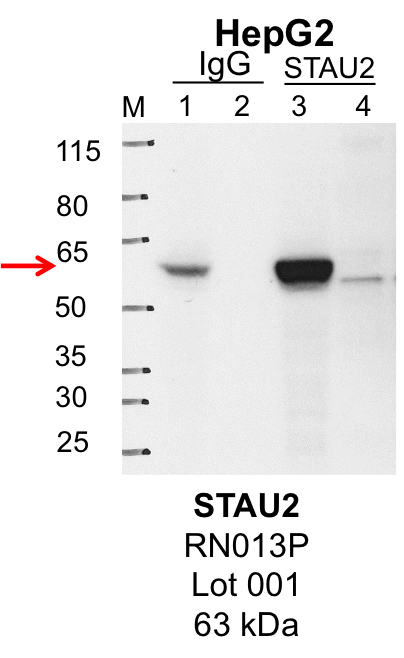 HepG2_MBLI_RN013P_001_STAU2.png<br>Caption: IP-Western Blot analysis of HepG2 whole cell lysate using STAU2 specific antibody. Lane 1 is 1% of twenty million whole cell lysate input and lane 2 is 25% of IP enrichment using rabbit normal IgG (lanes under 'IgG'). Lane 3 is 1% of twenty million whole cell lysate input and lane 4 is 10% IP enrichment using rabbit polyclonal anti-STAU2 antibody (lanes under 'STAU2').