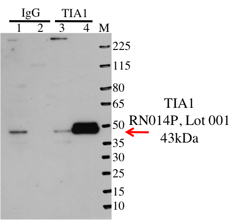 HepG2_MBLI_RN014P_001_TIA1.png<br>Caption: IP-Western Blot analysis of HepG2 whole cell lysate using TIA1 specific antibody. Lane 1 is 1% of twenty million whole cell lysate input and lane 2 is 25% of IP enrichment using rabbit normal IgG (lanes under 'IgG'). Lane 3 is 1% of twenty million whole cell lysate input and lane 4 is 10% IP enrichment using rabbit polyclonal anti-TIA1 antibody (lanes under 'TIA1').