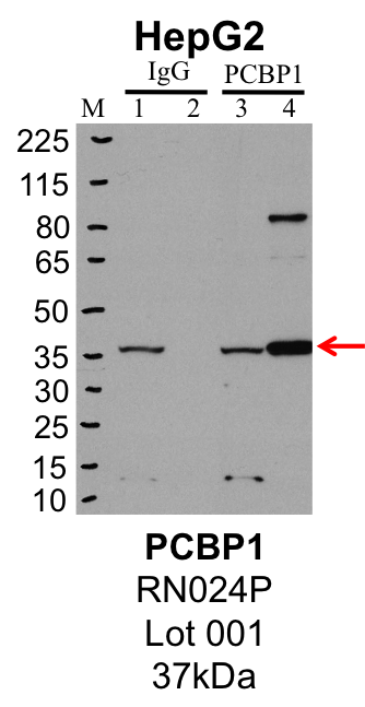 HepG2_MBLI_RN024P_001_PCBP1.png<br>Caption: IP-Western Blot analysis of HepG2 whole cell lysate using PCBP1 specific antibody. Lane 1 is 1% of twenty million whole cell lysate input and lane 2 is 25% of IP enrichment using rabbit normal IgG (lanes under 'IgG'). Lane 3 is 1% of twenty million whole cell lysate input and lane 4 is 10% IP enrichment using rabbit polyclonal anti-PCBP1 antibody (lanes under 'PCBP1').