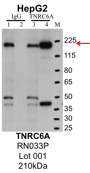 HepG2_MBLI_RN033P_001_TNRC6A.png<br>Caption: IP-Western Blot analysis of HepG2 whole cell lysate using TNRC6A specific antibody. Lane 1 is 1% of twenty million whole cell lysate input and lane 2 is 25% of IP enrichment using rabbit normal IgG (lanes under 'IgG'). Lane 3 is 1% of twenty million whole cell lysate input and lane 4 is 10% IP enrichment using rabbit polyclonal anti-TNRC6A antibody (lanes under 'TNRC6A').