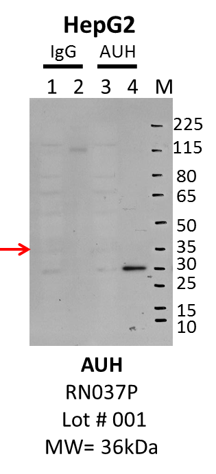 HepG2_MBLI_RN037P_001_AUH.png<br>Caption: IP-Western Blot analysis of HepG2 whole cell lysate using AUH specific antibody. Lane 1 is 1% of twenty million whole cell lysate input and lane 2 is 10% of IP enrichment using rabbit normal IgG (lanes under 'IgG'). Lane 3 is 1% of twenty million whole cell lysate input and lane 4 is 10% IP enrichment using rabbit polyclonal anti-AUH antibody (lanes under 'AUH').