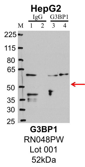 HepG2_MBLI_RN048PW_001_G3BP1.png<br>Caption: IP-Western Blot analysis of HepG2 whole cell lysate using G3BP1 specific antibody. Lane 1 is 1% of twenty million whole cell lysate input and lane 2 is 25% of IP enrichment using rabbit normal IgG (lanes under 'IgG'). Lane 3 is 1% of twenty million whole cell lysate input and lane 4 is 10% IP enrichment using rabbit polyclonal anti-G3BP1 antibody (lanes under 'G3BP1').