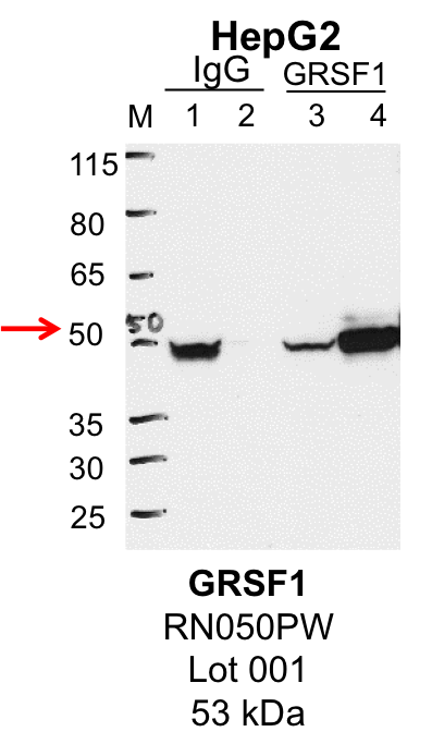 HepG2_MBLI_RN050PW_001_GRSF1.png<br>Caption: IP-Western Blot analysis of HepG2 whole cell lysate using GRSF1 specific antibody. Lane 1 is 1% of twenty million whole cell lysate input and lane 2 is 25% of IP enrichment using rabbit normal IgG (lanes under 'IgG'). Lane 3 is 1% of twenty million whole cell lysate input and lane 4 is 10% IP enrichment using rabbit polyclonal anti-GRSF1 antibody (lanes under 'GRSF1').