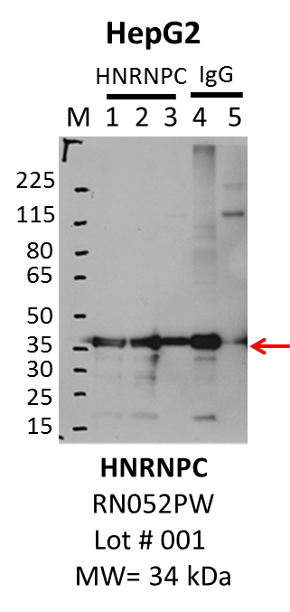 HepG2_MBLI_RN052PW_001_HNRNPC.png<br>Caption: IP-Western Blot analysis of HepG2 whole cell lysate using HNRNPC specific antibody. Lane 1 is 1% of twenty million whole cell lysate input, lane 2 is 1% supernatant after immunoprecipitation and lane 3 is 10% of IP enrichment using rabbit polyclonal anti-HNRNPC antibody (lanes under 'HNRNPC'). Lane 4 is 1% of twenty million whole cell lysate input and lane 5 is 10% of IP enrichment using rabbit normal IgG (lanes under 'IgG').