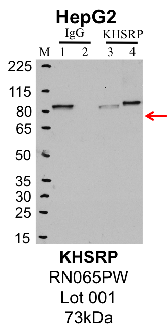 HepG2_MBLI_RN056PW_001_KHSRP.png<br>Caption: IP-Western Blot analysis of HepG2 whole cell lysate using KHSRP specific antibody. Lane 1 is 1% of twenty million whole cell lysate input and lane 2 is 25% of IP enrichment using rabbit normal IgG (lanes under 'IgG'). Lane 3 is 1% of twenty million whole cell lysate input and lane 4 is 10% IP enrichment using rabbit polyclonal anti-KHSRP antibody (lanes under 'KHSRP').