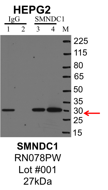 HepG2_MBLI_RN078PW_001_SMNDC1.png<br>Caption: IP-Western Blot analysis of HepG2 whole cell lysate using SMNDC1 specific antibody. Lane 1 is 1% of twenty million whole cell lysate input and lane 2 is 25% of IP enrichment using rabbit normal IgG (lanes under 'IgG'). Lane 3 is 1% of twenty million whole cell lysate input and lane 4 is 10% IP enrichment using rabbit polyclonal anti-SMNDC1 antibody (lanes under 'SMNDC1').