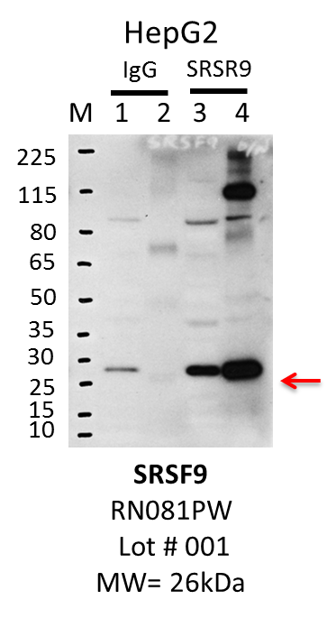 HepG2_MBLI_RN081PW_001_SRSF9.png<br>Caption: IP-Western Blot analysis of HepG2 whole cell lysate using SRSF9 specific antibody. Lane 1 is 1% of twenty million whole cell lysate input and lane 2 is 20% of IP enrichment using rabbit normal IgG (lanes under 'IgG'). Lane 3 is 1% of twenty million whole cell lysate input and lane 4 is 20% IP enrichment using rabbit polyclonal anti-SRSF9 antibody (lanes under 'SRSF9').