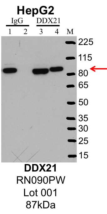 HepG2_MBLI_RN090PW_001_DDX21.png<br>Caption: IP-Western Blot analysis of HepG2 whole cell lysate using DDX21 specific antibody. Lane 1 is 1% of twenty million whole cell lysate input and lane 2 is 25% of IP enrichment using rabbit normal IgG (lanes under 'IgG'). Lane 3 is 1% of twenty million whole cell lysate input and lane 4 is 10% IP enrichment using rabbit polyclonal anti-DDX21 antibody (lanes under 'DDX21').