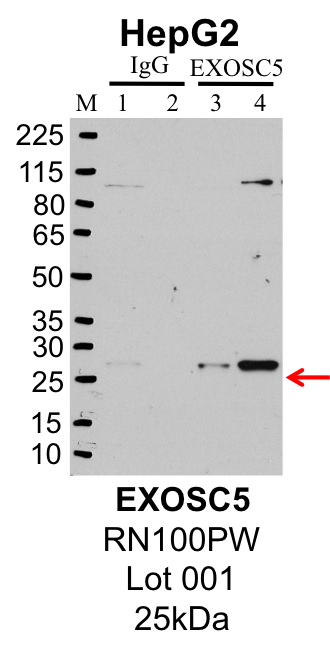 HepG2_MBLI_RN100PW_001_EXOSC5.png<br>Caption: IP-Western Blot analysis of HepG2 whole cell lysate using EXOSC5 specific antibody. Lane 1 is 1% of twenty million whole cell lysate input and lane 2 is 25% of IP enrichment using rabbit normal IgG (lanes under 'IgG'). Lane 3 is 1% of twenty million whole cell lysate input and lane 4 is 10% IP enrichment using rabbit polyclonal anti-EXOSC5 antibody (lanes under 'EXOSC5').