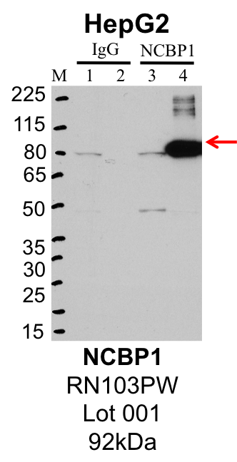 HepG2_MBLI_RN103PW_001_NCBP1.png<br>Caption: IP-Western Blot analysis of HepG2 whole cell lysate using NCBP1 specific antibody. Lane 1 is 1% of twenty million whole cell lysate input and lane 2 is 25% of IP enrichment using rabbit normal IgG (lanes under 'IgG'). Lane 3 is 1% of twenty million whole cell lysate input and lane 4 is 10% IP enrichment using rabbit polyclonal anti-NCBP1 antibody (lanes under 'NCBP1').