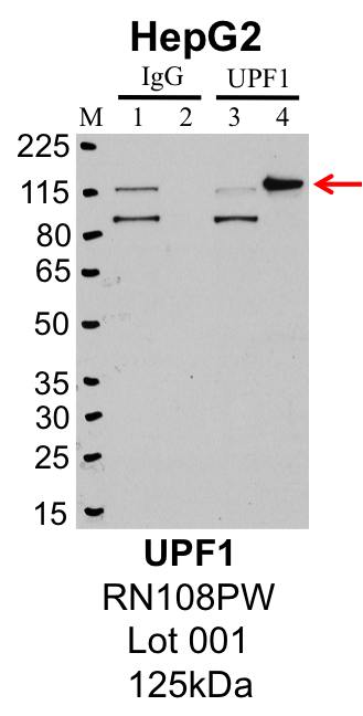 HepG2_MBLI_RN108PW_001_UPF1.png<br>Caption: IP-Western Blot analysis of HepG2 whole cell lysate using UPF1 specific antibody. Lane 1 is 1% of twenty million whole cell lysate input and lane 2 is 25% of IP enrichment using rabbit normal IgG (lanes under 'IgG'). Lane 3 is 1% of twenty million whole cell lysate input and lane 4 is 10% IP enrichment using rabbit polyclonal anti-UPF1 antibody (lanes under 'UPF1').